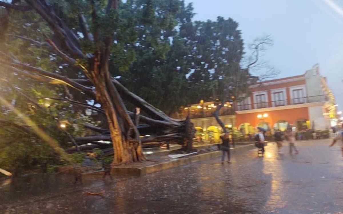 Adiós laurel fuertes lluvias derriban el árbol centenario de los