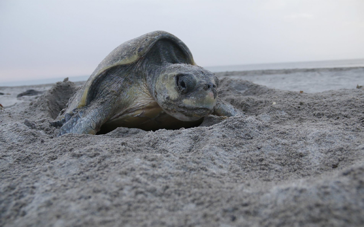 M S De Mil Tortugas Golfinas Llegan A Desovar A Oaxaca Video