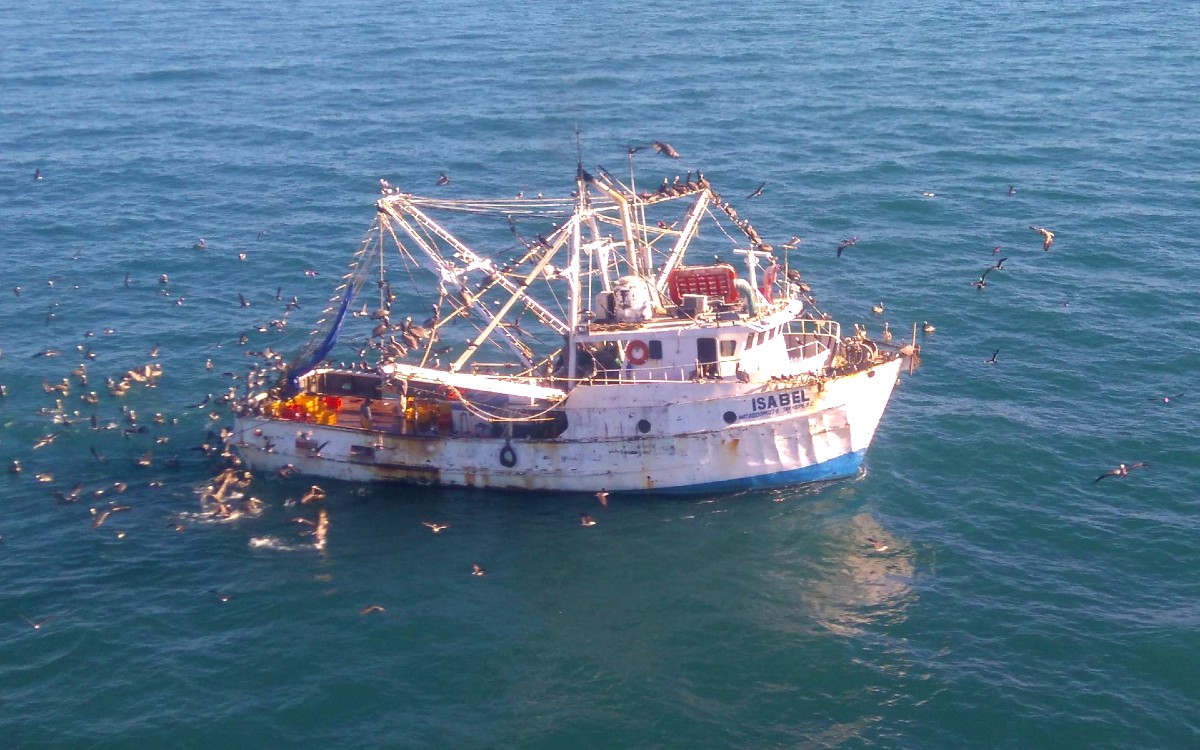 Declaran Inocente A Pescador Acusado De Traficar Totoaba Aristegui