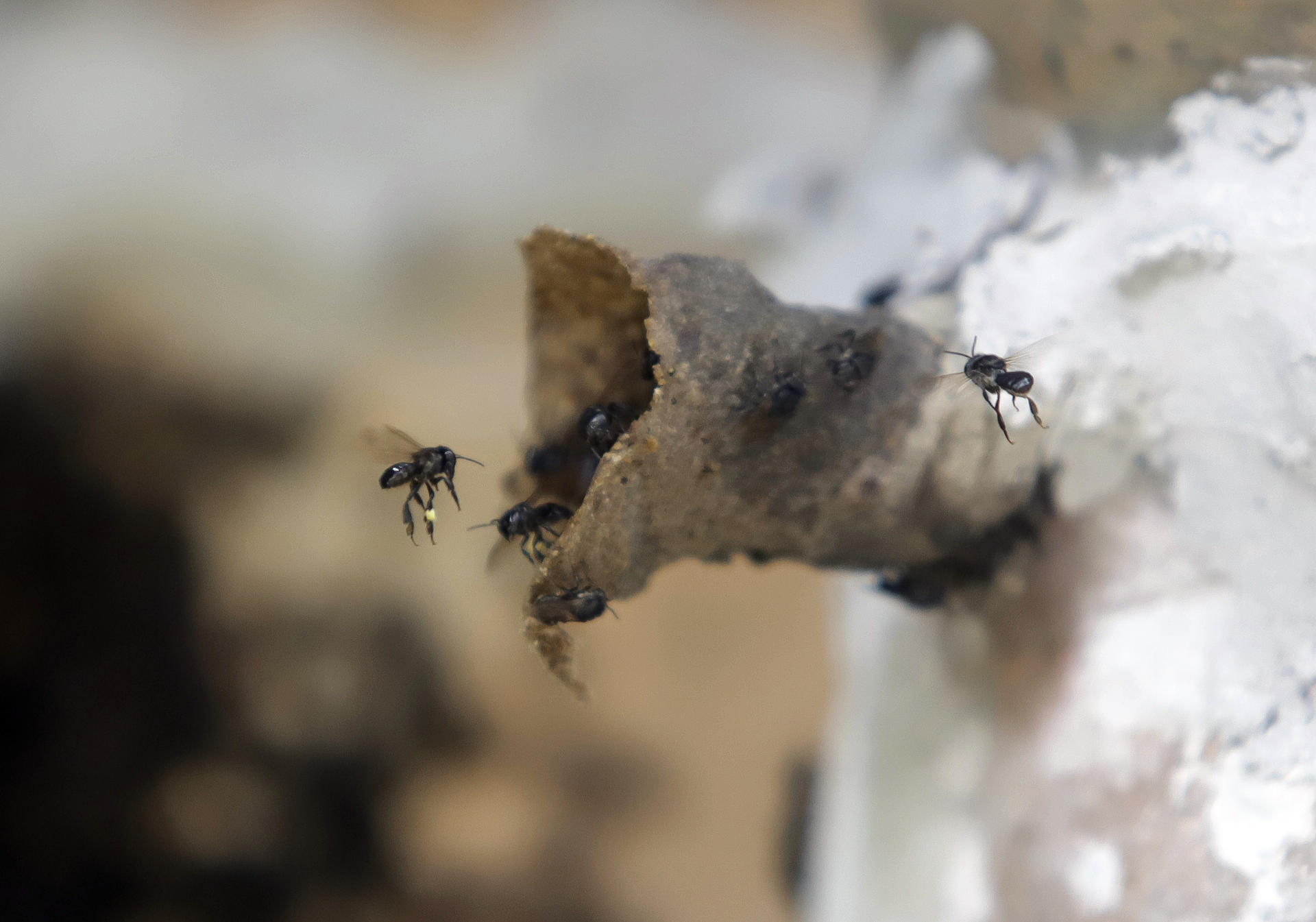 Especie De Abeja Produce Miel Nica Y Habita En M Xico Aristegui