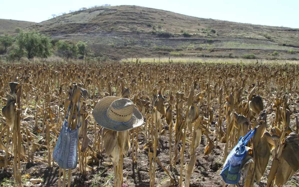 La persistente crisis del campo mexicano Artículo Aristegui Noticias