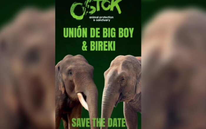 Vivan Los Novios Anuncian Boda De Los Elefantes Big Boy Y Bireki En