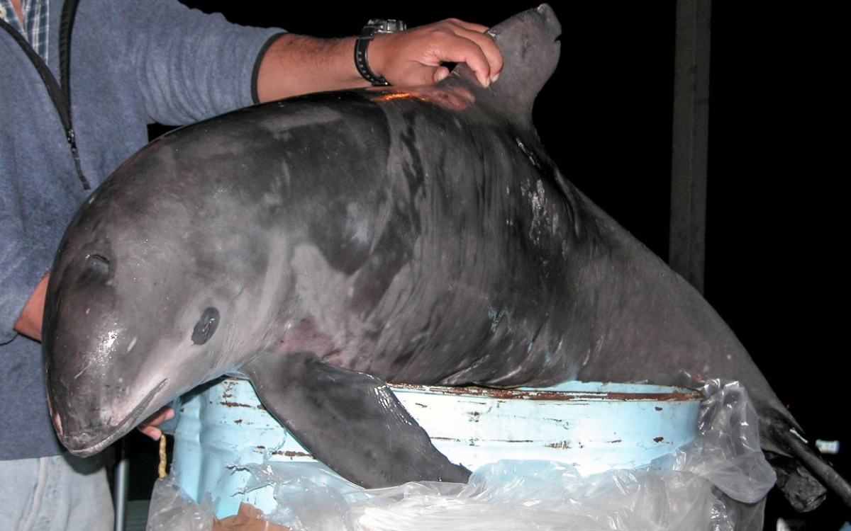 Cbi Emite Primera Alerta De Extinci N Internacional Por Vaquita Marina