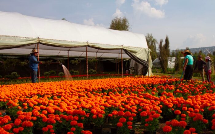 Dale Una Segunda Vida A Tus Flores Cempas Chil Cdmx Abre Centro De