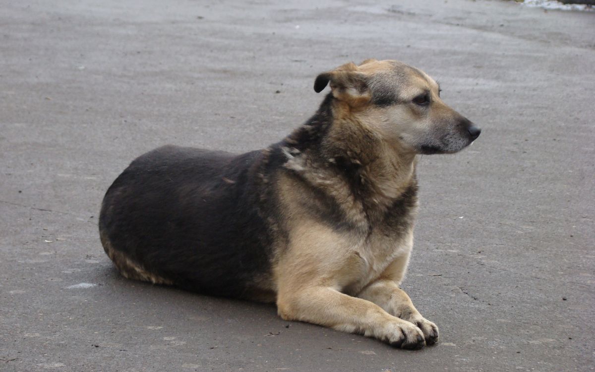 Turqu A Podr A Sacrificar A Millones De Perros Callejeros Si No Se