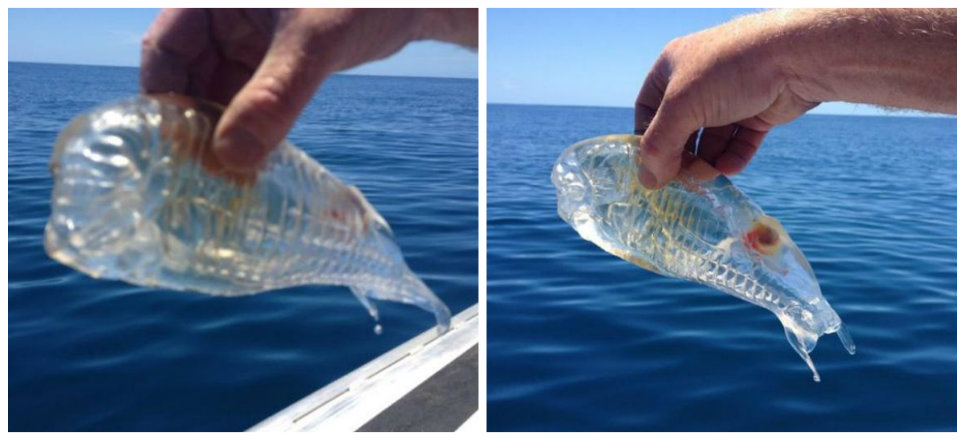 Pescador atrapa extraño pez transparente en Nueva Zelanda | Aristegui ...