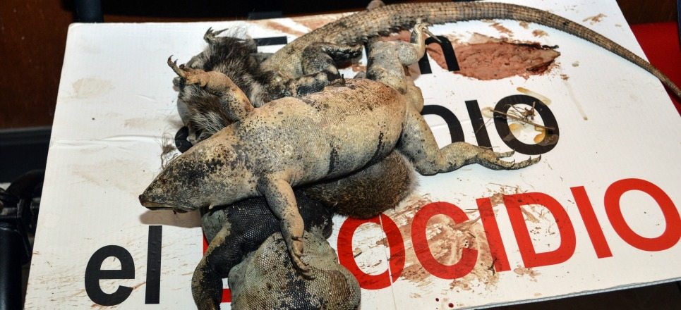 Frenan ecocidio en el malecón Tajamar, Cancún Frenan ecocidio en el malecón Tajamar, Cancún