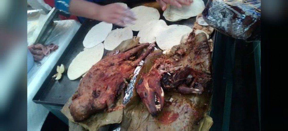 Decomisa Profepa 6 ardillas y un tlacuache en festival gastronómico en Hidalgo