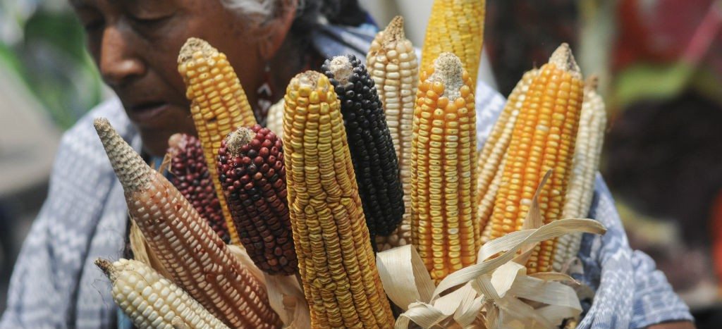 Llega a Tláhuac la Feria del elote y la tortilla | Aristegui Noticias