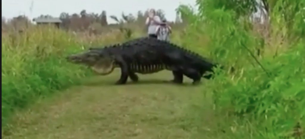 Sorprende cocodrilo gigante paseando en Florida (Video) | Aristegui Noticias