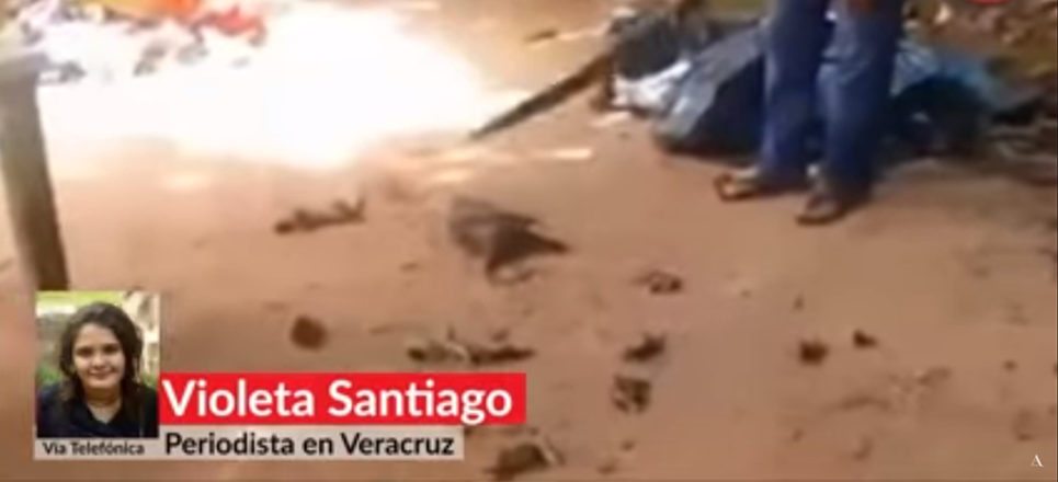 Proceden legalmente contra quien mató familia de tlacuaches en Veracruz (Video)