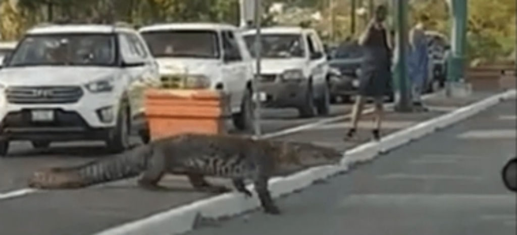 Impasible cocodrilo paraliza el tránsito vehicular en Tampico | Video |  Aristegui Noticias