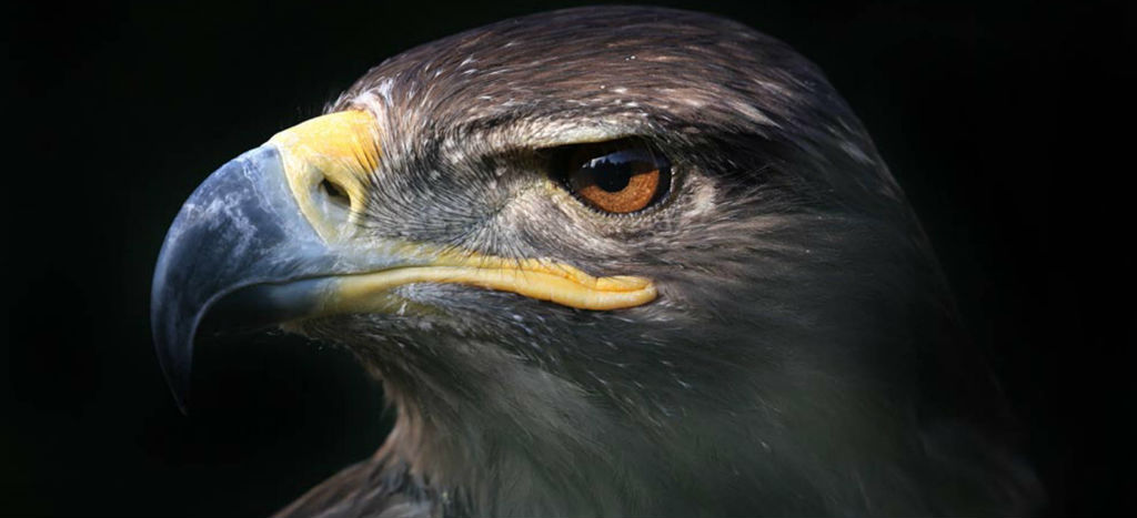 Águila real, el símbolo amenazado por el cambio de uso de suelo en su  hábitat | Aristegui Noticias