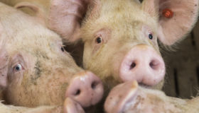 Niñas, niños y adolescentes ganan amparo contra granja porcícola en Yucatán | Entérate