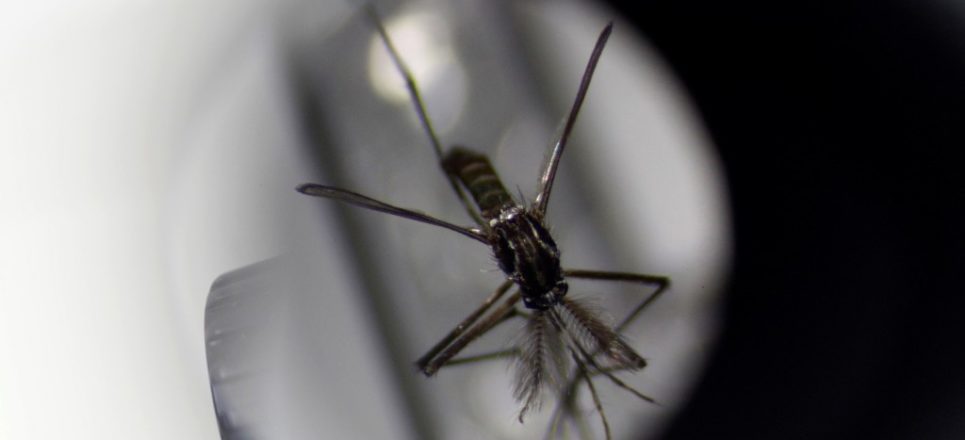 Florida reporta el mayor brote de dengue de EE.UU. en más de una década Florida reporta el mayor brote de dengue de EE.UU. en más de una década