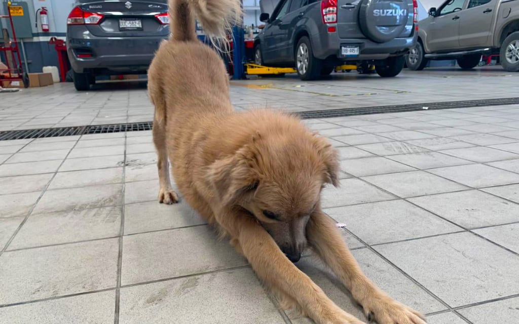  Agencia de autos en Cancún adopta perrito de la calle