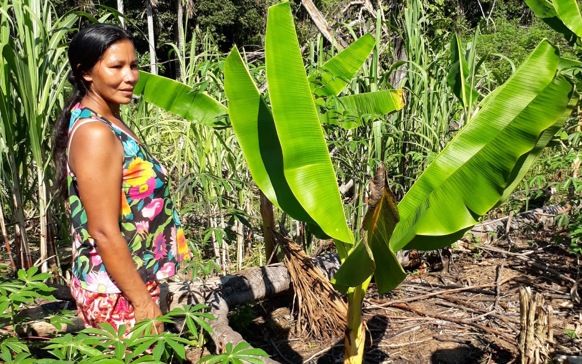 El Papel De Las Comunidades En El Cuidado De Los Bosques Y Selvas De México Aristegui Noticias 9758