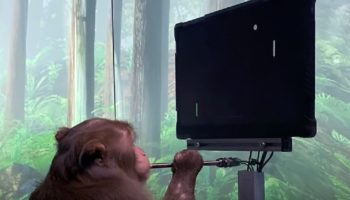 Maltrato animal: Reportan muerte de monos por chips cerebrales de Elon Musk