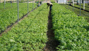 Republicana presenta proyecto ‘Programa Bracero 2.0’ para aliviar escasez de mano agrícola