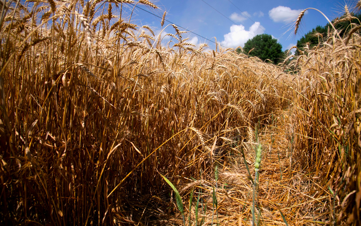 Ola de calor en noroeste de EU arrasa cultivos de trigo y frutales Ola de calor en noroeste de EU arrasa cultivos de trigo y frutales