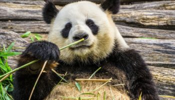 Antepasado del oso panda no era herbívoro, apunta estudio