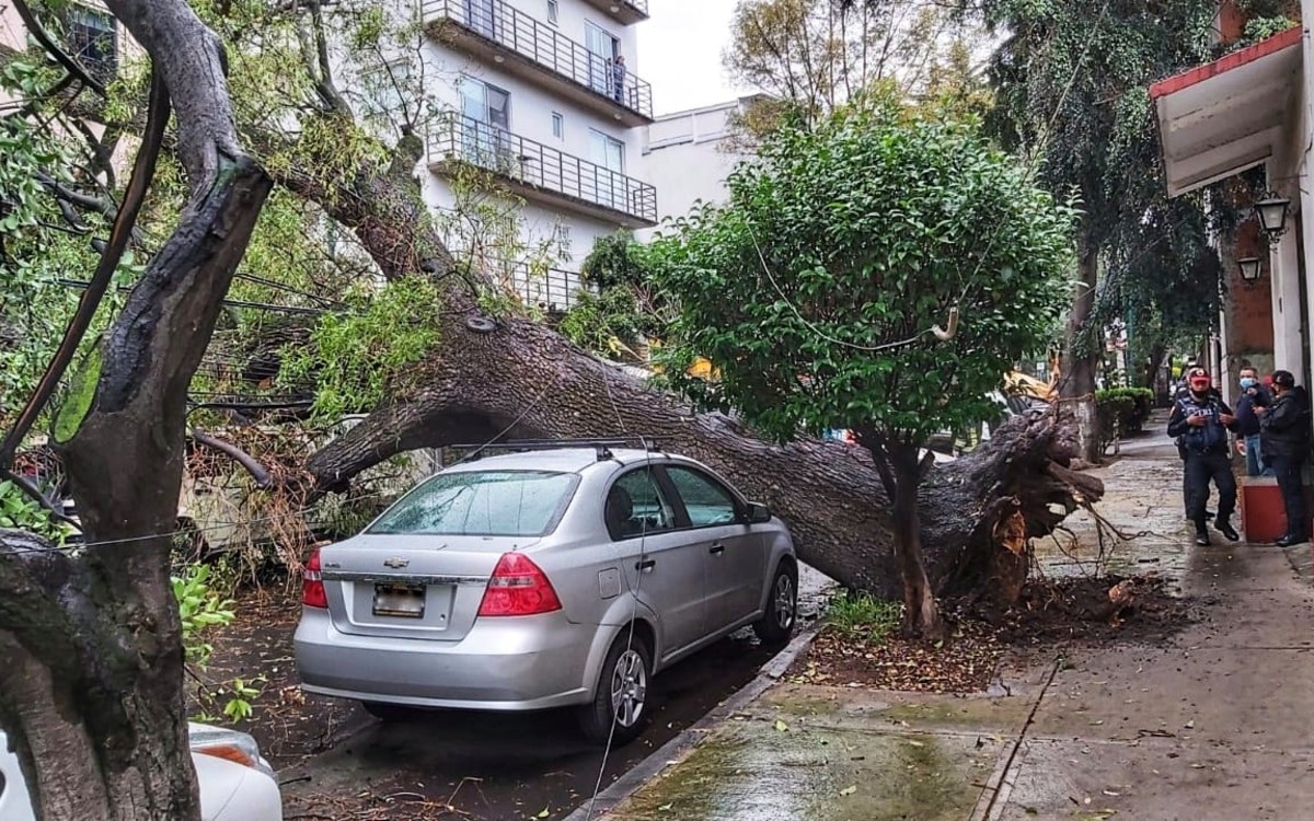 Inundaciones y caída de árboles en CdMx por lluvia y granizo | Videos |  Aristegui Noticias