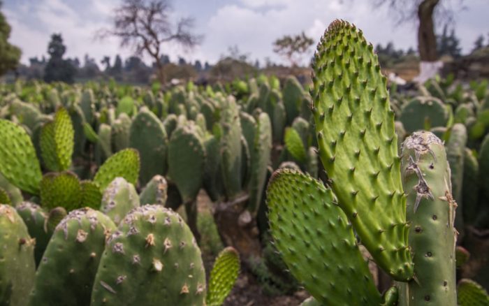 Por qué deberías estar comiendo nopales?, Delicioso