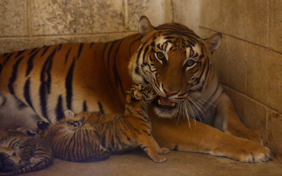 Nuevos Huéspedes En Zoológico De Chihuahua Nacen Cuatro Tigres De