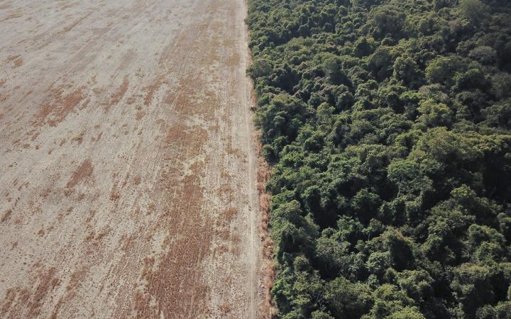 COP26: Más de 100 países se comprometen a frenar y revertir la deforestación de cara al 2030 COP26: Más de 100 países se comprometen a frenar y revertir la deforestación de cara al 2030