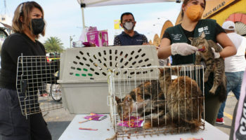 Recuerda penas por maltrato animal luego de rescates en Mercado de Sonora | Entérate
