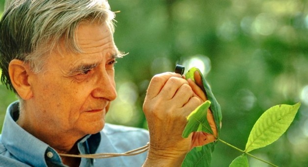 Murió Edward O. Wilson, naturalista considerado como un Darwin moderno | Aristegui Noticias