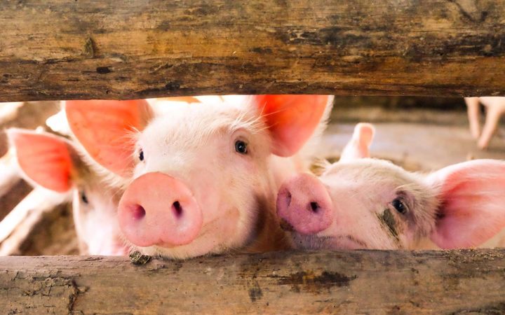 Hidalgo tipifica la crueldad animal en rastros y regula las casas de matanza Hidalgo tipifica la crueldad animal en rastros y regula las casas de matanza
