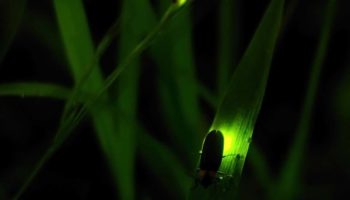 Con bioluminicencia, investigadores de la UNAM buscan combatir el cáncer