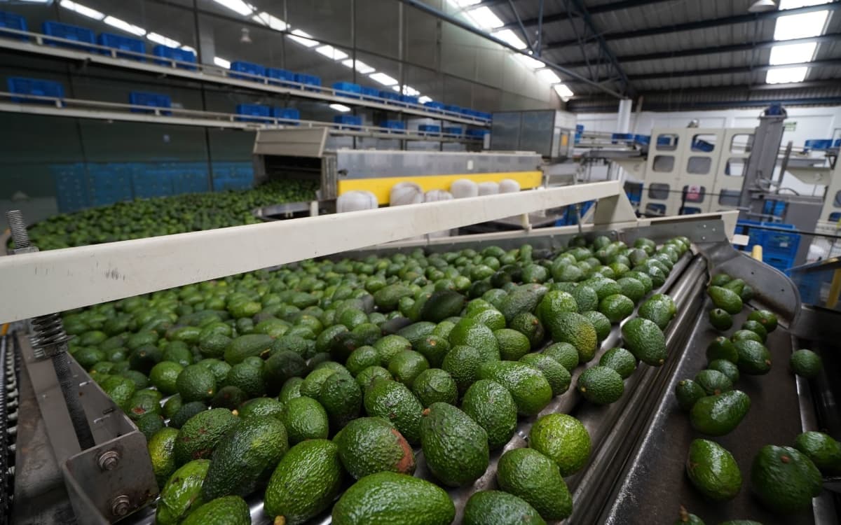 La Capital  Suspende EU Envios De Aguacate De Michoacan