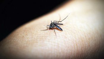 Dengue en México | Guerrero, Morelos y Tabasco encabezan la lista de estados más afectados