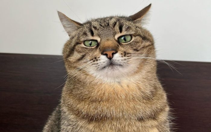 Stepan, el gato ucraniano que ha Stepan, el gato ucraniano que ha