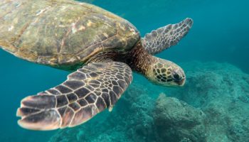La contaminación acústica submarina produce sordera en las tortugas