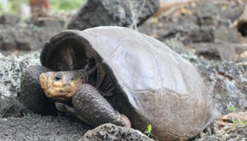 Tortugas protagonizan prometedor modelo para prevenir el cáncer