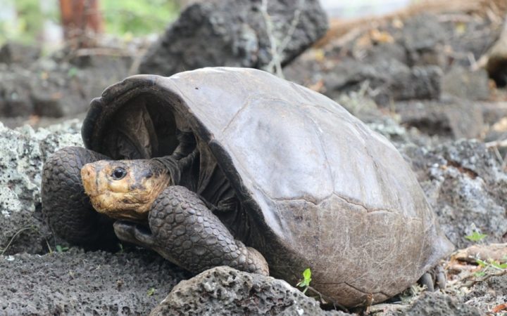 Tortugas protagonizan prometedor modelo para prevenir el cáncer