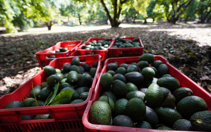 AMLO espera que el lunes se normalice la exportación de aguacate michoacano