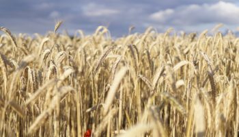 Predicción vía machine learning del grado de procesamiento de alimentos: Carlos Páez | Video