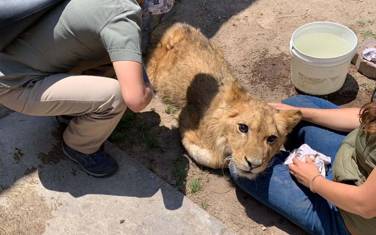 Cachorro león africano encontrado en Ecatepec se encuentra grave de salud |  Aristegui Noticias