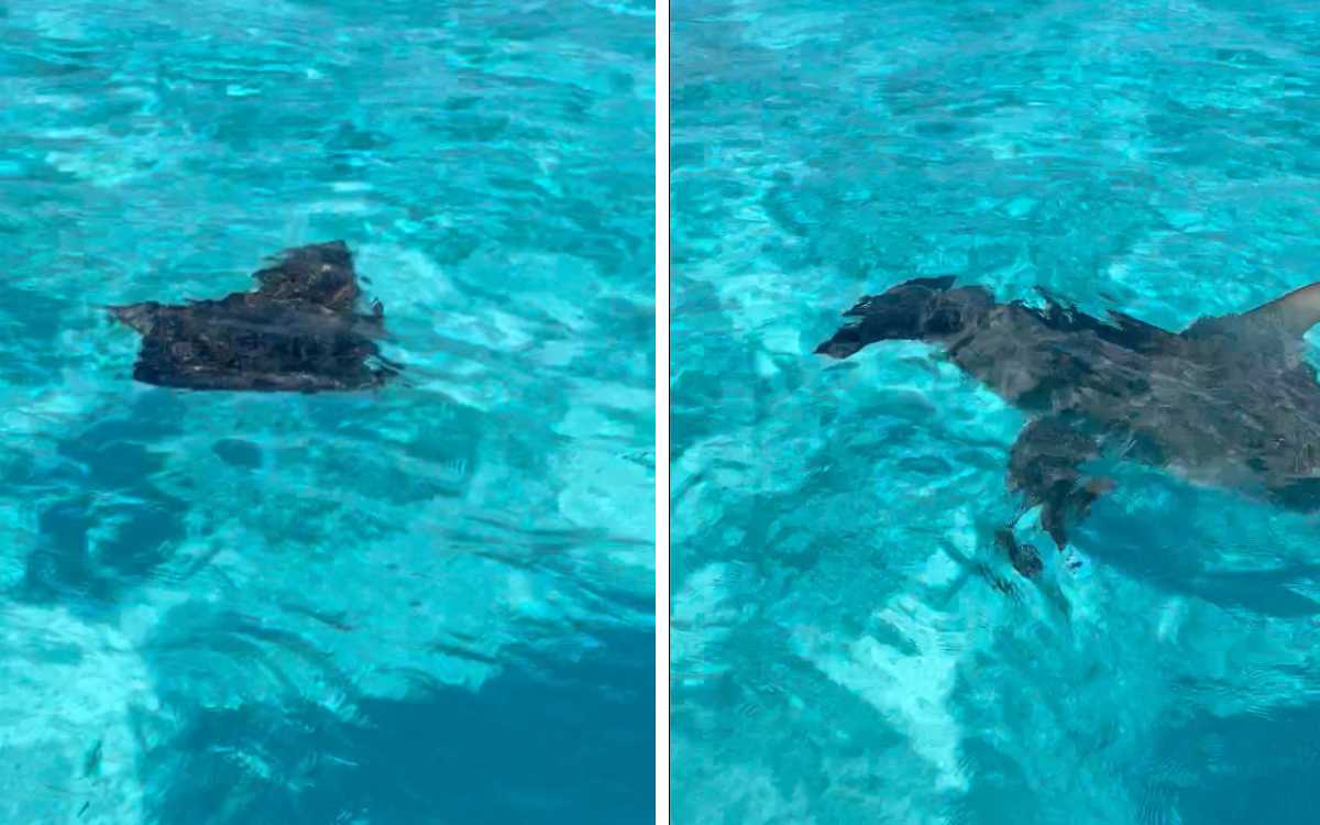 No te puedes perder este video: tiburón martillo caza a raya en 'El Cielo'  de Cozumel | Aristegui Noticias