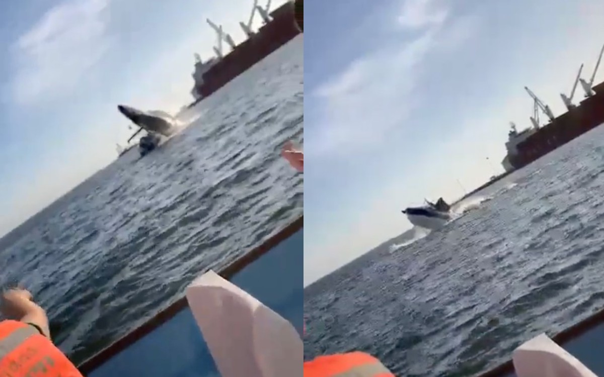 Ballena cae sobre una lancha de turistas en Topolobampo, Sinaloa | Video Ballena cae sobre una lancha de turistas en Topolobampo, Sinaloa | Video