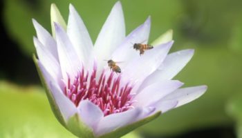 El mundo de las abejas y su importancia en la vida de las personas