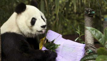 El Zoológico de Chapultepec celebró sus primeros 100 años de historia