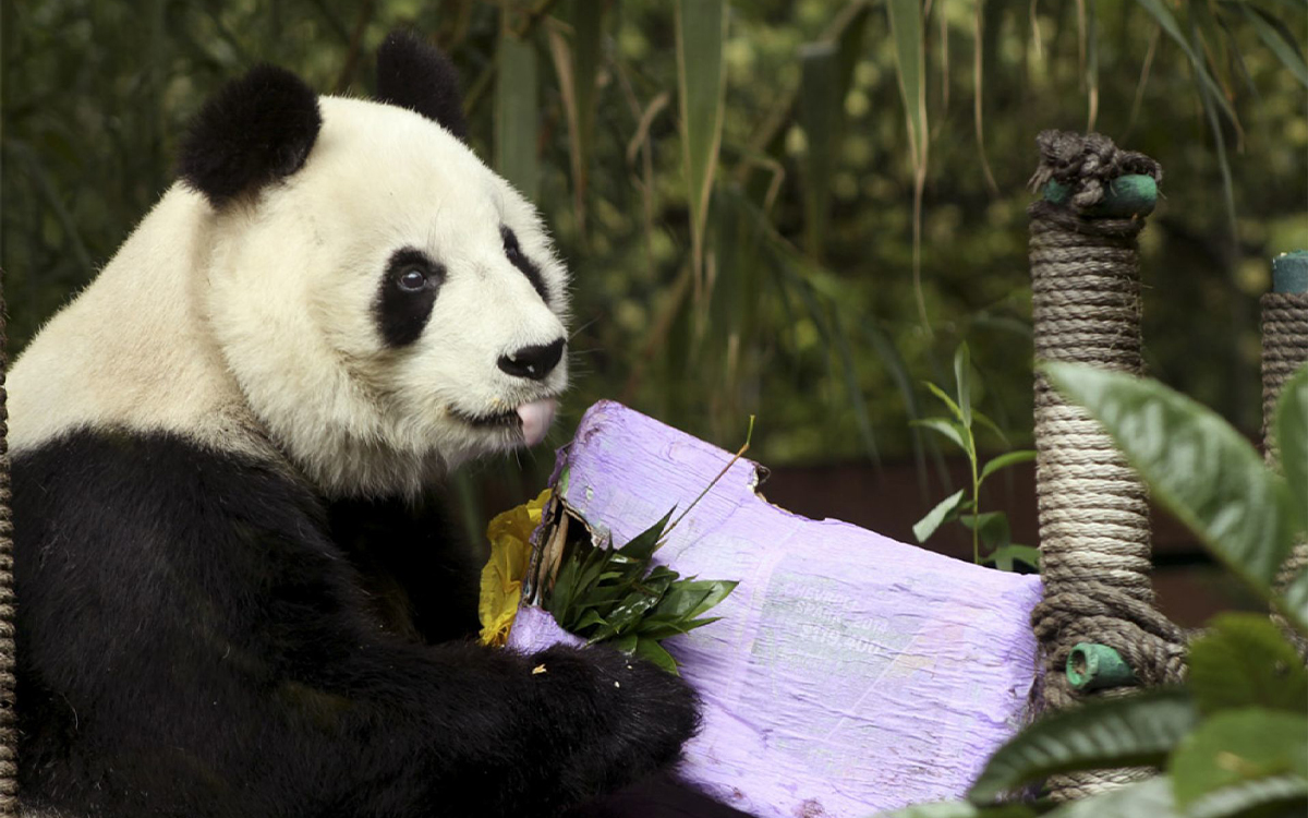 población de pandas gigantes vive un aumento ‘significativo’ en china; se acerca a los 1,900 ejemplares