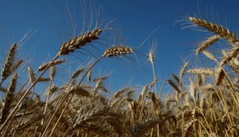 El hambre amenaza; y el gobierno propone dejar de sembrar trigo | Artículo