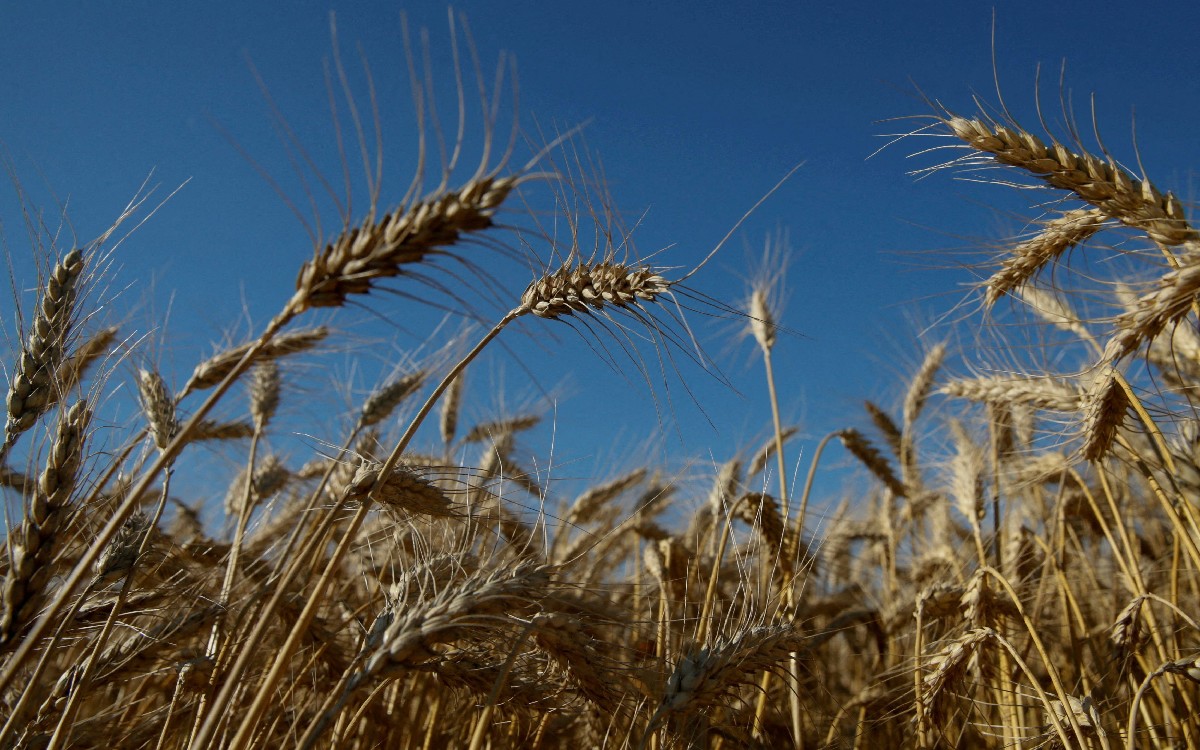 El hambre amenaza; y el gobierno propone dejar de sembrar trigo | Artículo