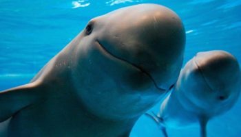 WWF México pide trabajo internacional para proteger a la vaquita marina
